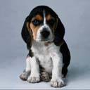 Το Avatar του χρήστη dymitrc134